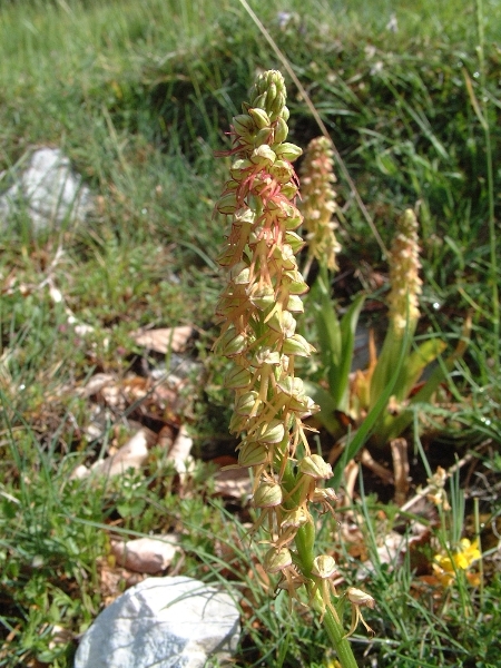 Coeloglossum viride e Orchis anthropophora